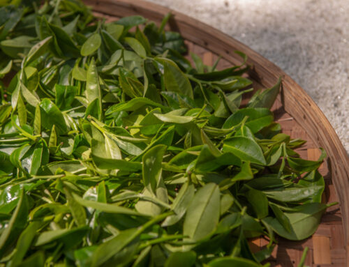 Grain Rain of The 24 Solar Terms