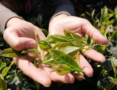 Pure Brightness of The 24 Solar Terms