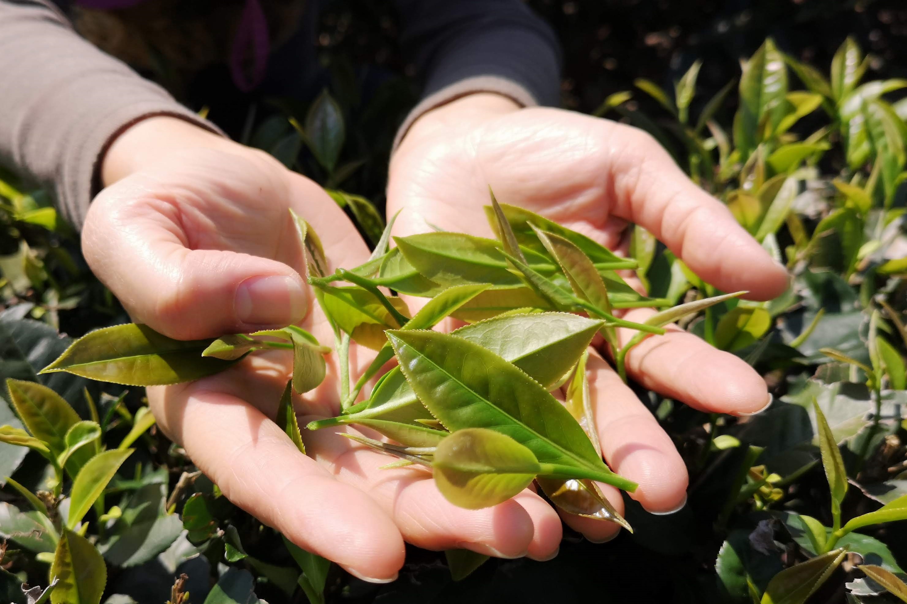 fresh tea leaf