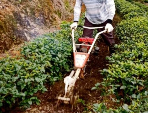 Grain Water of The 24 Solar Terms