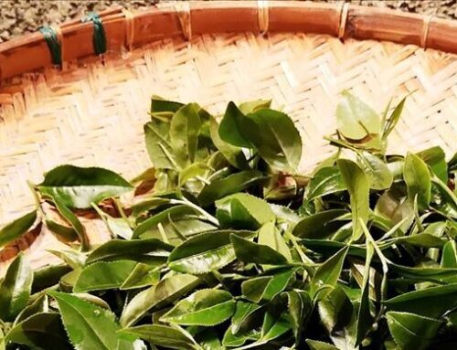 成就好茶，讓鹿苑陪你回甘