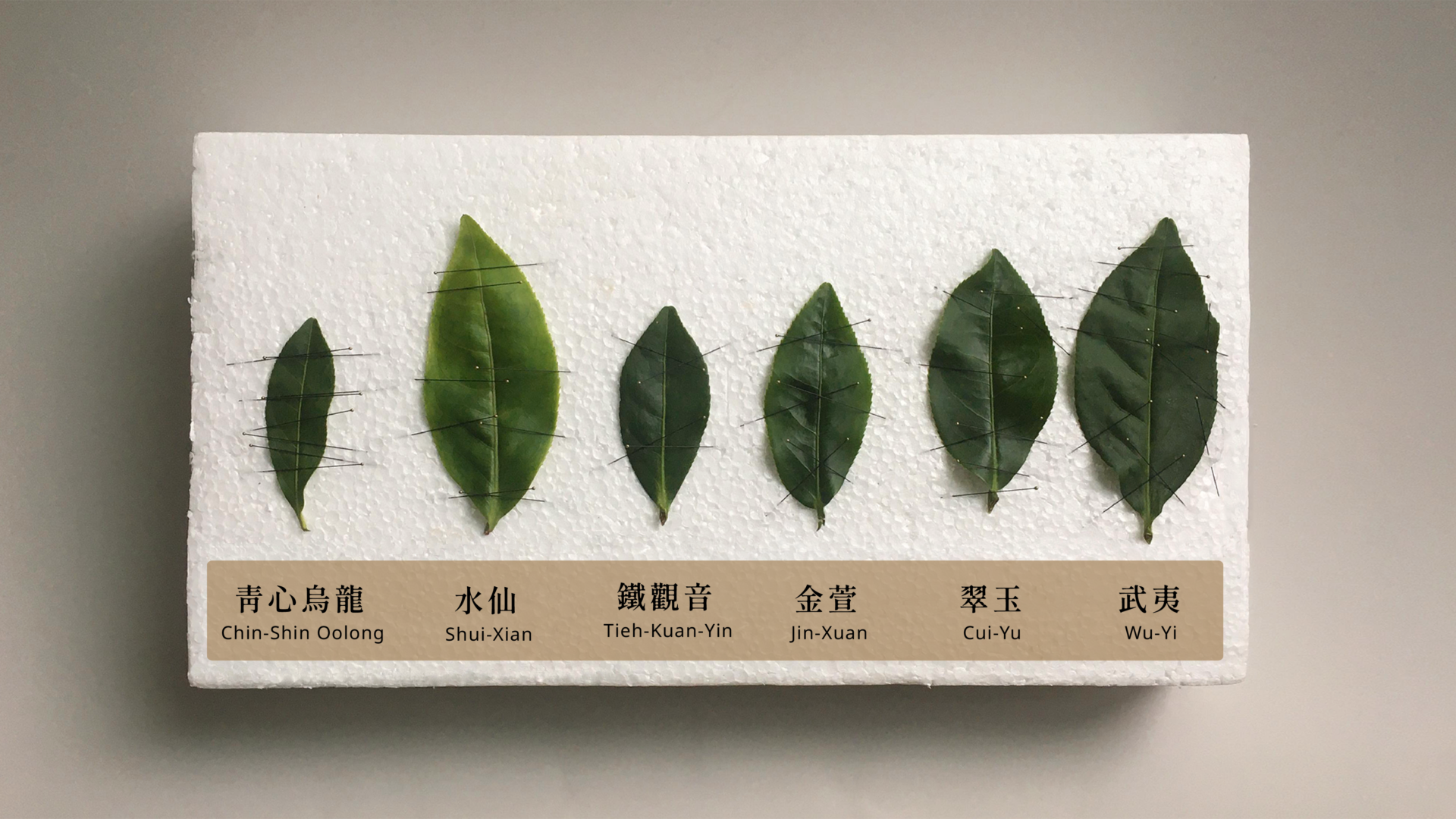 02_茶葉標本比較