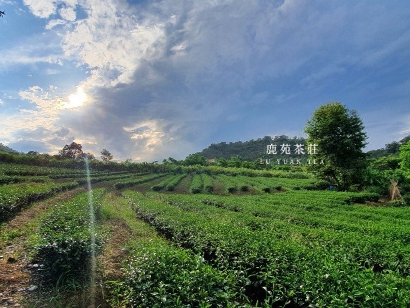 宜蘭山景、茶園